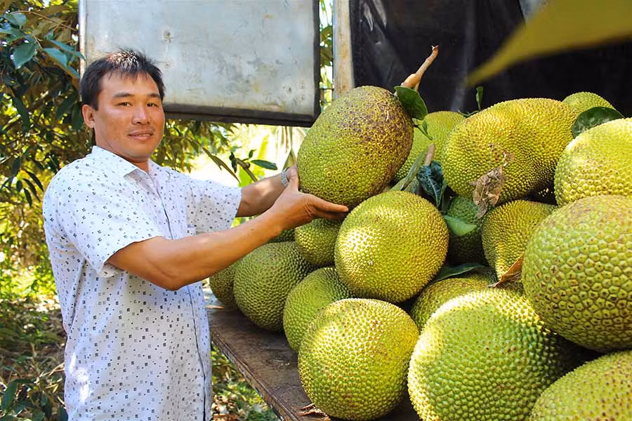  Ông Đỗ Hữu Tín (làng Hrai Dong, thị trấn Nhơn Hòa) bên xe mít vừa thu hoạch để bán cho thương lái. Ảnh: M.T