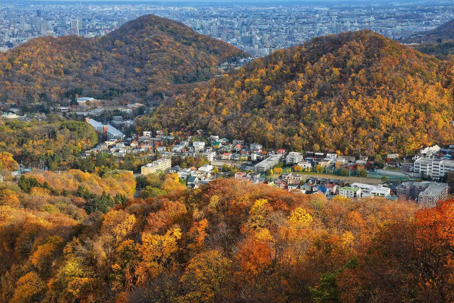 Lá vàng lộng lẫy giữa các khu dân cư của Hokkaido - Ảnh: NGÔ TRẦN HẢI AN