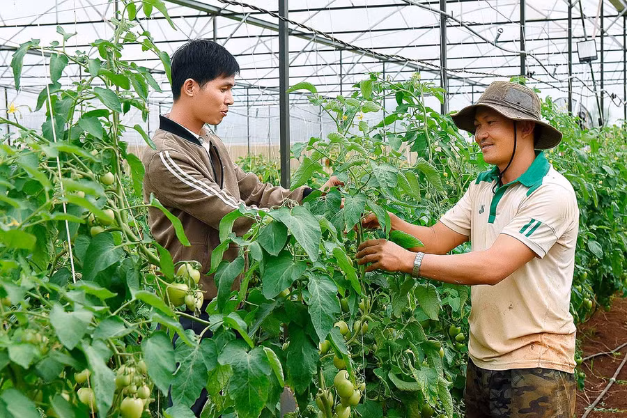 Mô hình trồng rau quả trong nhà lưới của người dân huyện Mang Yang mang lại hiệu quả kinh tế cao. Ảnh: Đức Thụy