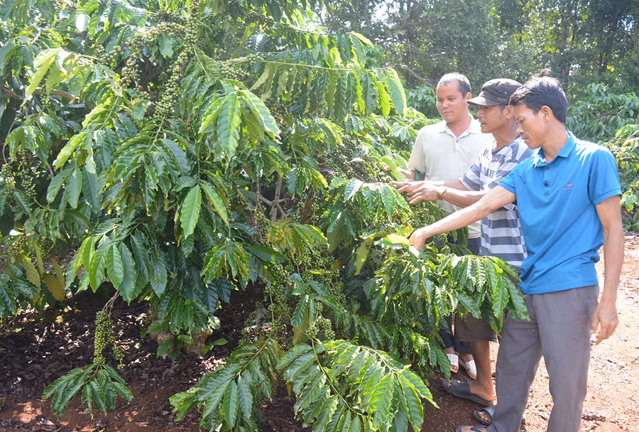 Nhiều hội viên nông dân ở xã Ia Boòng (huyện Chư Prông) đã vươn lên sản xuất kinh doanh giỏi. Ảnh: Anh Huy