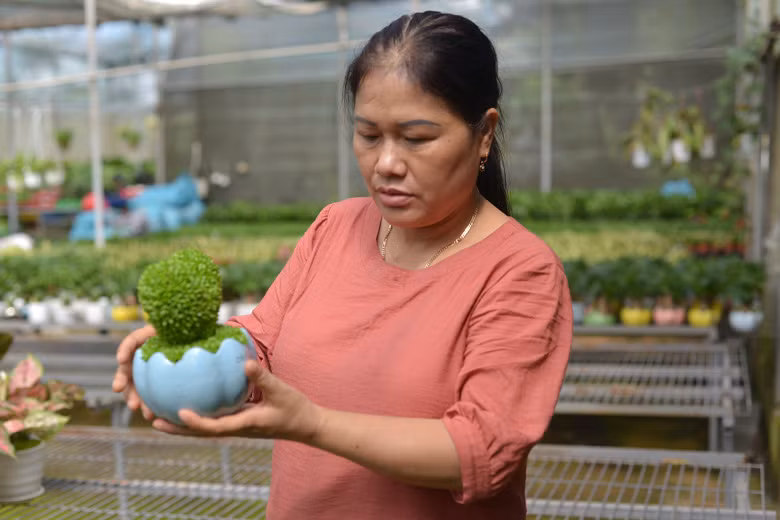 Bà Vũ Thị Thu, xã Tân Nghĩa, huyện Di Linh, tỉnh Lâm Đồng giới thiệu cách ươm hạt thanh long thành các chậu cây cảnh mini hết sức độc đáo.