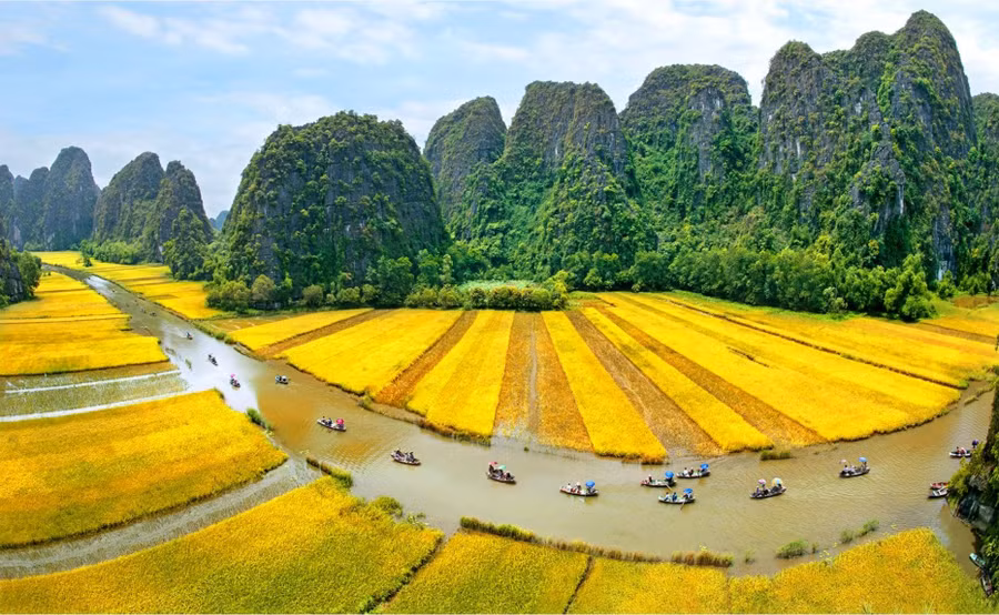 Mùa vàng Tam Cốc luôn thu hút các nhiếp ảnh gia. Ảnh: BTC cung cấp