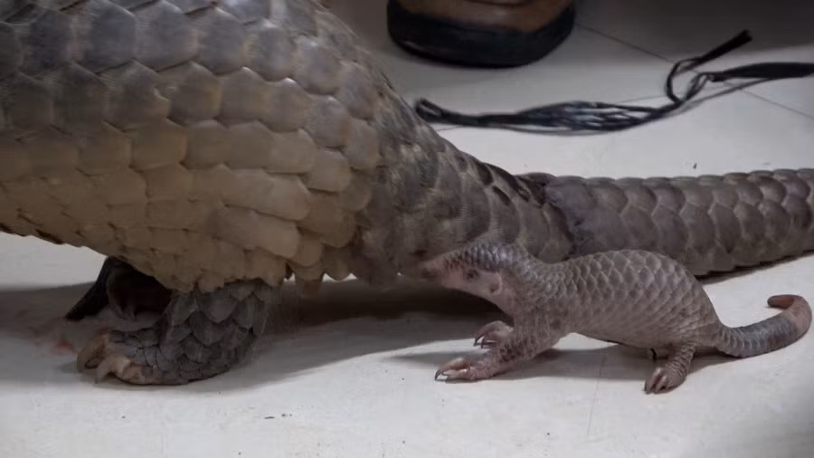 Cá thể tê tê mẹ và tê tê con 2 ngày tuổi được Trình Vẩy Nhần vận chuyển đi tiêu thụ thì bị Công an bắt giữ. Ảnh: CA