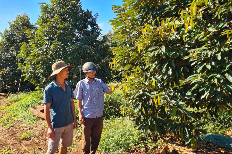 Vườn sầu riêng của anh Nguyễn Phước Thiện (thôn 2, xã Ia Blang) vụ năm nay cho thu nhập hơn 2 tỷ đồng. Ảnh: Ngọc Sang