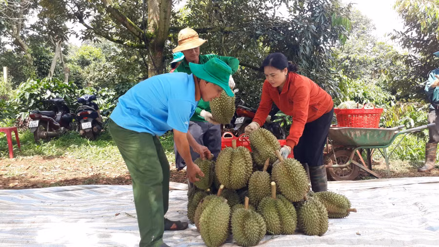 Thu hoạch sầu riêng tại HTX Dịch vụ nông nghiệp Tân Lập Đông (huyện Krông Búk). Thu hoạch sầu riêng tại HTX Dịch vụ nông nghiệp Tân Lập Đông (huyện Krông Búk).
