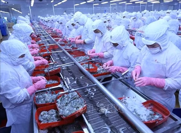 Xuất khẩu thủy sản năm nay dự kiến đạt kim ngạch khoảng 11 tỷ USD và đang cố gắng tăng lên trong năm 2023.
