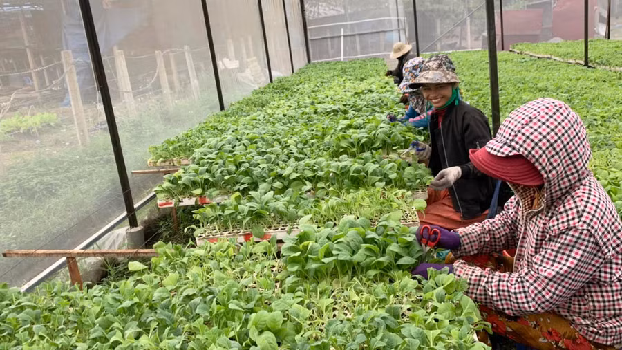 Người dân xã Ia Ma Rơn áp dụng khoa học kỹ thuật trong gieo giống cây thuốc lá. Ảnh: Nguyên Hương