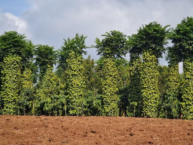 Tỉnh Đắk Nông có nhiều lợi thế phát triển nông nghiệp thu hút người dân di cư tự tự do đến phát triển kinh tế. Hiện nay Đắk Nông đứng đầu cả nước về sản lượng hồ tiêu, đạt gần 57 nghìn tấn/năm - Ảnh: VGP/Thế Phong