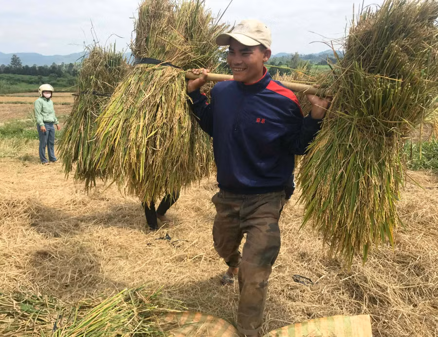 Người dân làng Pral Sowmei thu hoạch lúa cánh đồng một giống. Ảnh: Nguyễn Diệp