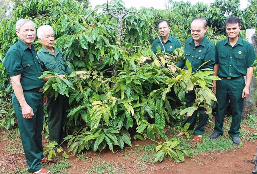 Cán bộ, hội viên Hội Cựu chiến binh huyện Đak Đoa tham quan mô hình kinh tế của cựu chiến binh Hoàng Văn Thể (thứ 2 từ trái qua). Ảnh: Phương Dung Cán bộ, hội viên Hội Cựu chiến binh huyện Đak Đoa tham quan mô hình kinh tế của cựu chiến binh Hoàng Văn Thể (thứ 2 từ trái qua). Ảnh: Phương Dung
