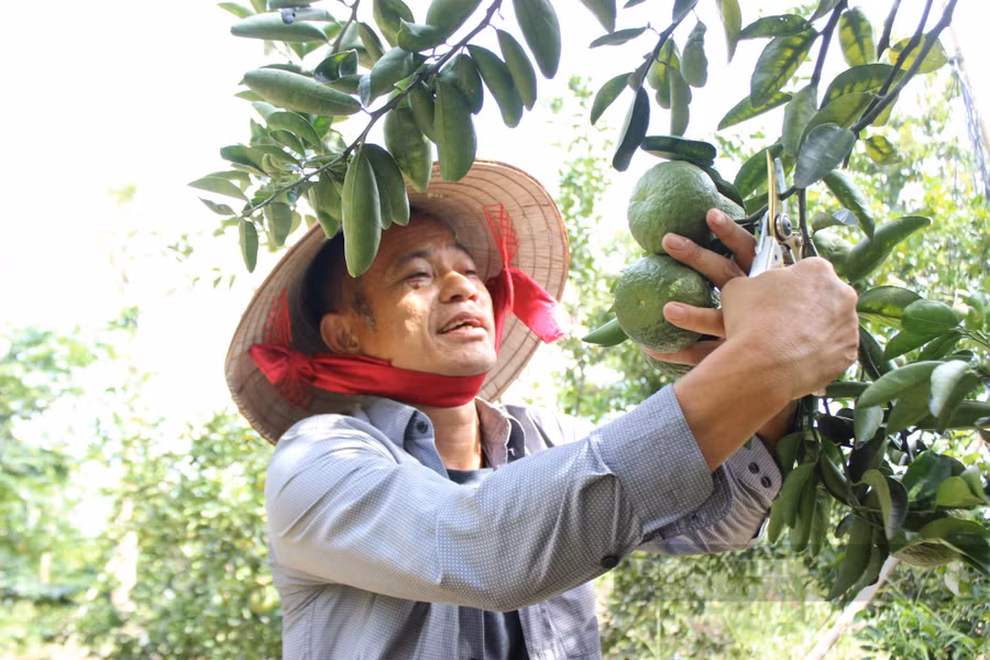  Mỗi năm ông Tống Văn Hướng lãi ròng trung bình 8 tỷ đồng từ mô hình trồng cây ăn trái đặc sản và chăn nuôi công nghệ cao. Ảnh: Nguyên Vỹ