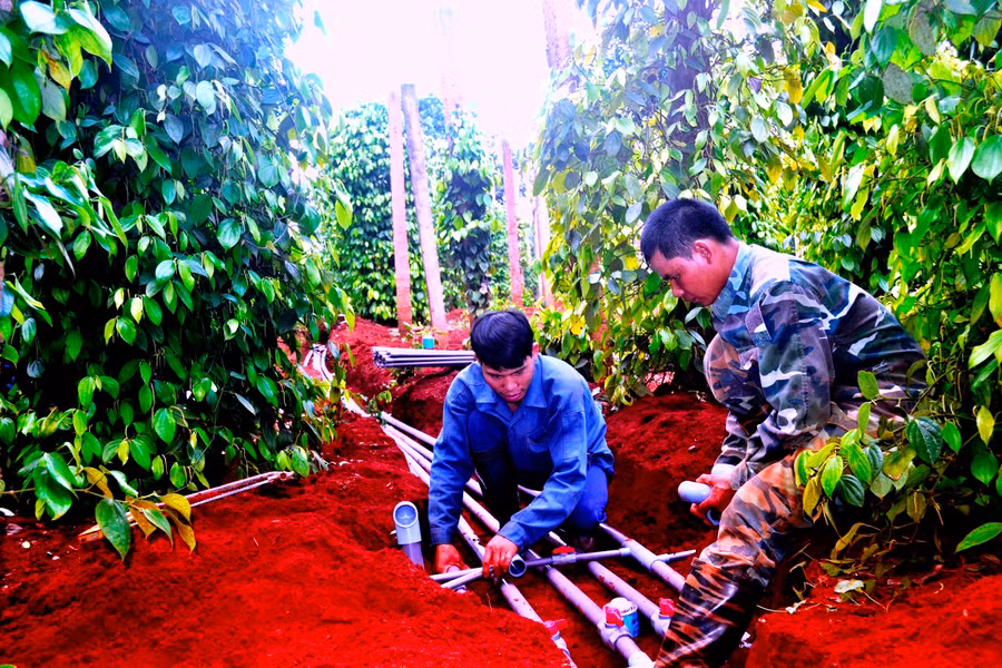 Người dân xã Ia Dom chăm sóc vườn tiêu. Ảnh: Hồ Đình Kỳ