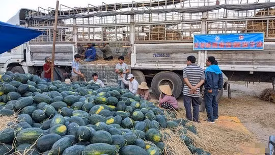 Một điểm tập kết dưa hấu của nông dân huyện Tây Sơn Một điểm tập kết dưa hấu của nông dân huyện Tây Sơn