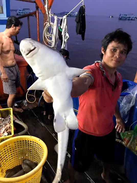 Thành quả một lần săn cá nhám.