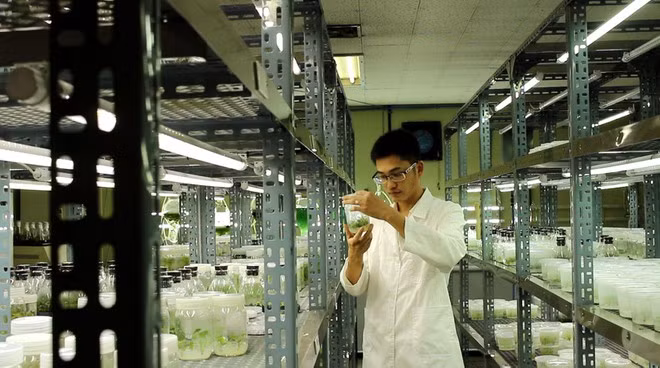 Tiến sĩ Hồ Thanh Tâm làm việc tại phòng thí nghiệm ẢNH: NVCC
