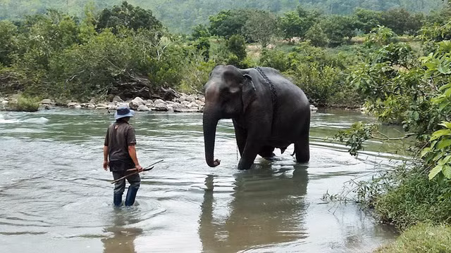 Voi Yẵ Tao cô đơn nhiều năm trước khi chết