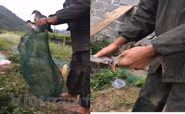 Chim trời sau khi dính lưới được ông Thuấn vặt lông, bẻ cánh ngay tại chỗ. (Ảnh: PV/Vietnam+)