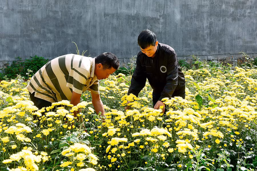 Theo ông Lê Thanh Tâm-Bí thư Đảng ủy phường Thắng Lợi, nghề trồng hoa Tết đã giúp nhiều nông dân tăng thu nhập, nâng cao đời sống. 9.Theo ông Lê Thanh Tâm, Bí thư phường Thắng Lợi Tp.Pleiku, nghề trồng hoa Tết đã giúp nhiều nông dân tăng thu nhập, nâng cao đời sống gia đình và có điều kiện đón xuân vui vẻ, ấm áp. Để chuẩn bị cho mùa hoa này, ngay từ đầu năm, phường đã tổ chức nhiều lớp tập huấn kỹ thuật, nâng cao chất lượng hoa, đáp ứng nhu cầu của thị trường.