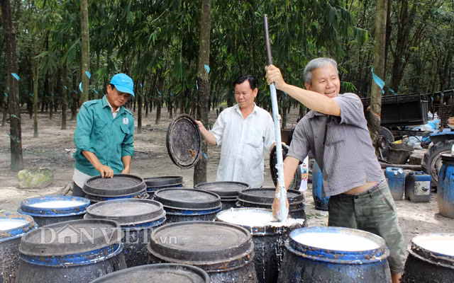 Giá mủ cao su tăng cao, người trồng vui mừng. Giá mủ cao su tăng cao, người trồng vui mừng.