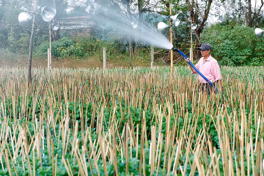 Ông Hoàng Xuân Sáng (tổ 4, phường Thắng Lợi) đang tưới cho 700 chậu cúc pha lê phục vụ thị trường Tết Nguyên đán 2021. 5.Hoàng xuân sáng ở tổ 4 phường Thắng Lợi Tp.Pleiku đang tưới cho 700 chậu cúc pha lê phục vụ cho thị trường tết nguyên đán 2021.