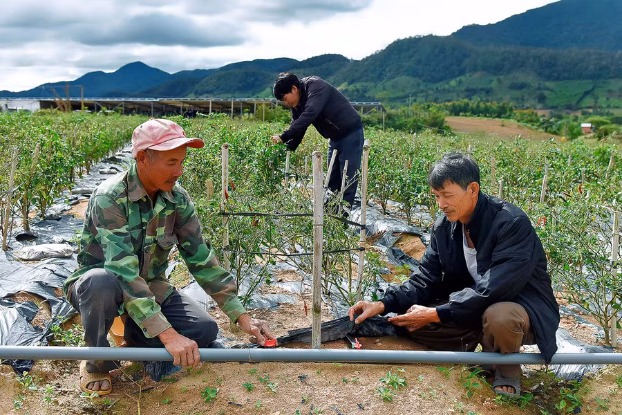 Bà Trương Thị Thiên Lý, Phó Giám đốc phụ trách Trung tâm Dịch vụ nông nghiệp huyện Đak Pơ nói: Khi tham gia dự án, nông dân được hướng dẫn lắp đặt. Về mặt lợi ích, Thứ nhất là tiết kiệm được nước, thứ hai là tiết kiệm được phân bón, thứ ba là công lao động. Từ đó thì làm tăng năng suất, hiệu quả của cây trồng và sẽ đem lại thu nhập cao hơn cho bà con nông dân. Từ đó, cũng đã làm thay đổi suy nghĩ của bà con, đặc biệt là đối với người dân tộc thiểu số thì họ biết áp dụng tưới tiết kiệm sẽ đem lại hiệu quả cao hơn tưới thủ công”.