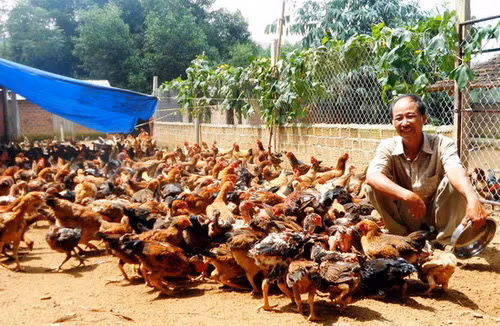  Nông dân Mai Văn Rõ, thôn Tân Thịnh, xã Ân Tường Tây, huyện Hoài Ân, tỉnh Bình Định) bên đàn gà ta thả vườn của gia đình. Gia đình ông Rõ giàu lên với mô hình nuôi gà ta thả vườn, thả đồi...