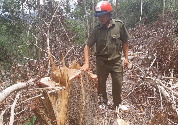 Lợi dụng chủ trương khai thác gỗ gãy đổ, các đối tượng tàn phá rừng phòng hộ