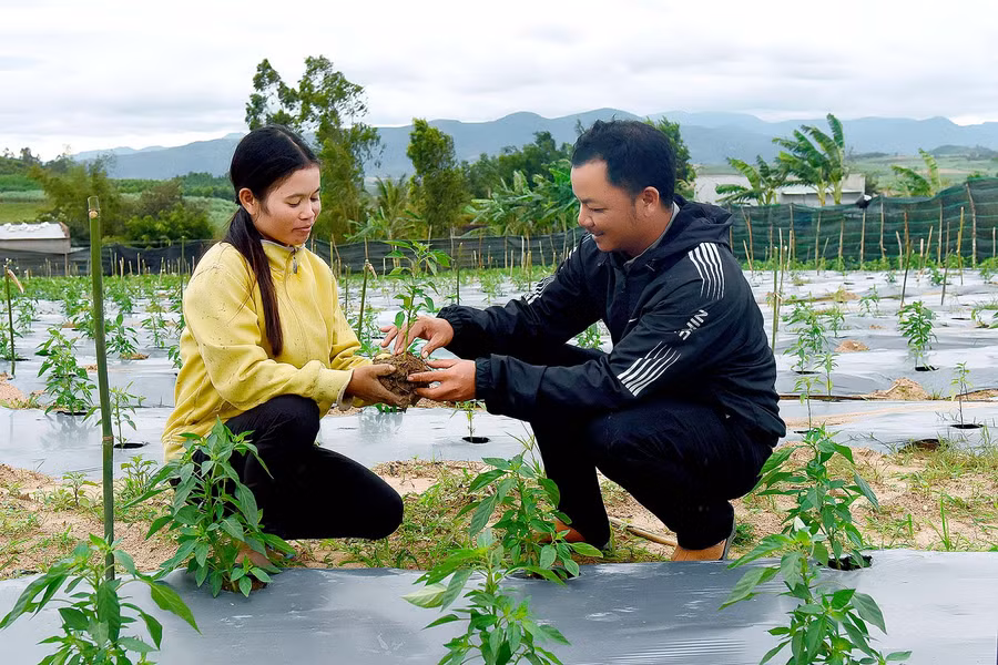 Thấy được những lợi ích kinh tế từ mô hình, đến nay toàn xã đã có 135 hộ tự đầu tư lắp đặt, với tổng diện tích đất sản xuất hơn 1,5 ha, với hai phương thức tưới chủ yếu là phun mưa và nhỏ giọt, tưới hầu hết trên tất cả các loại cây từ rau màu ngắn ngày như ớt, dưa leo, khổ qua… anh Đinh Văn Nhoắc phụ trách dự án IDE ở xã Yang Bắc nói.