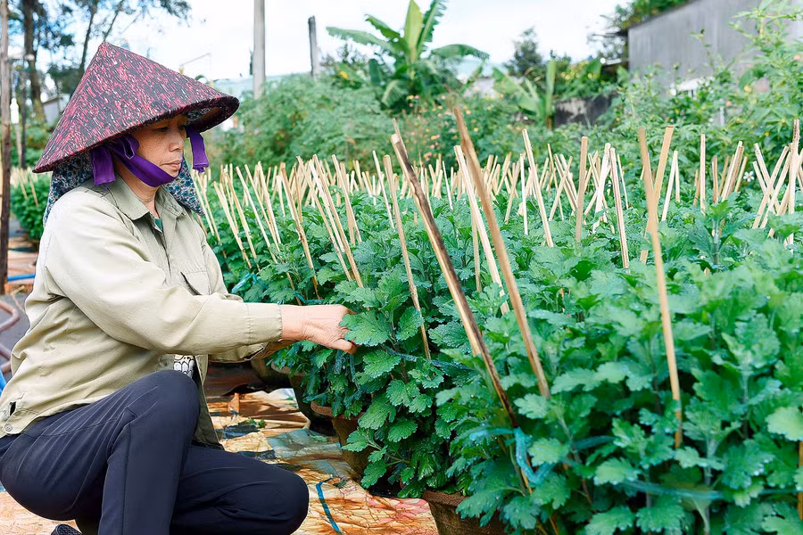 Bà Đoàn Thị Thao (tổ 4, phường Thắng Lợi) cho biết: "Năm ngoái, tôi trồng 900 chậu hoa cúc các loại để bán Tết. Năm nay, do ảnh hưởng dịch bệnh Covid-19, cuộc sống nhiều khó khăn nên tôi giảm số lượng xuống còn hơn 700 chậu". 6.Chị Đoàn Thị Thao, chuyên trồng hoa ở tổ 4 phường Thắng Lợi Tp.Pleiku, cho biết: Tết Nguyên đán năm rồi tôi trồng 900 chậu hoa cúc các loại. Năm nay, tình hình dịch bệnh Covid-19, cuộc sống nhiều khó khăn nên tôi giảm số lượng xuống còn hơn 700 chậu...