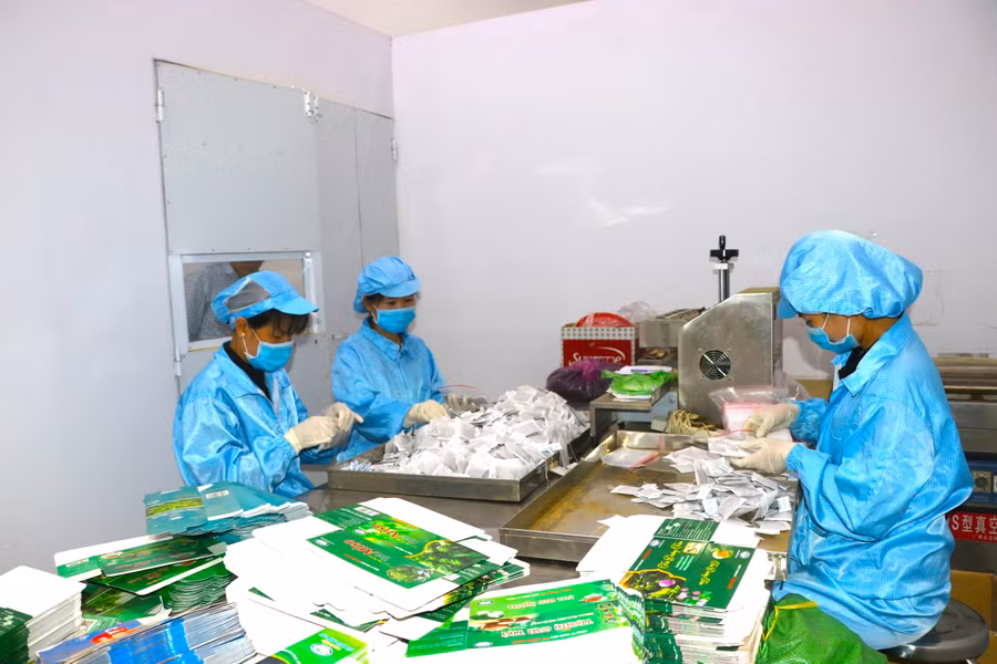 Công nhân Công ty TNHH một thành viên Vũ Minh Phát (thị xã An Khê) đóng gói sản phẩm trà cà gai leo túi lọc. Ảnh: Ngọc Minh