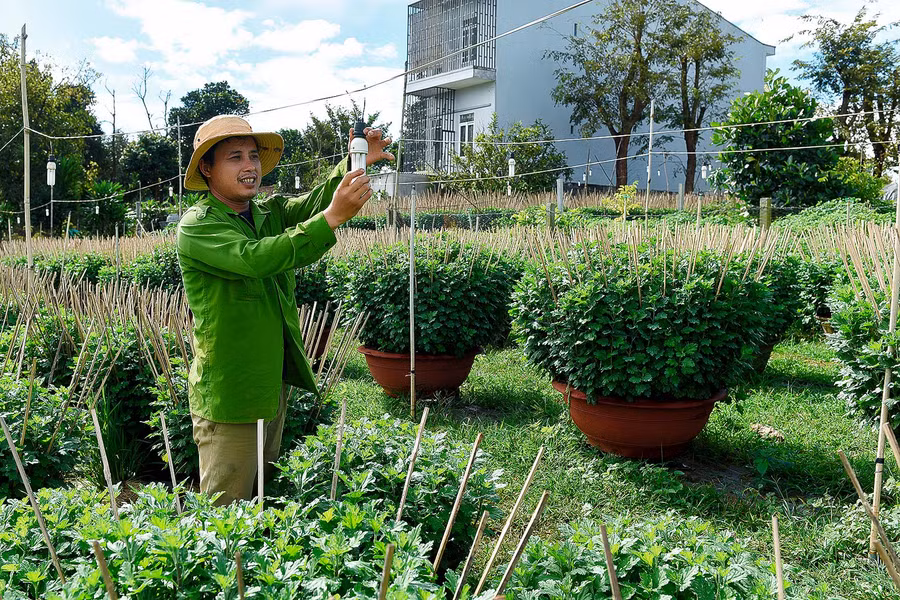 Anh Trình cho hay: "Để hoa nở đúng dịp Tết và đạt chất lượng cao thì ban đêm cần thêm ánh sáng cho cây quang hợp. Vì vậy, tôi phải mắc điện chiếu sáng vườn cây vào ban đêm". 4.Anh Trình cho hay để hoa nở đúng dịp Tết và đạt chất lượng cao thì ban đêm cần thêm ánh sáng cho cây quang hợp.
