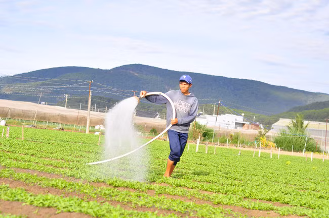 Lâm Đồng được xem là tỉnh có nhiều lợi thế để phát triển nông nghiệp hữu cơ.