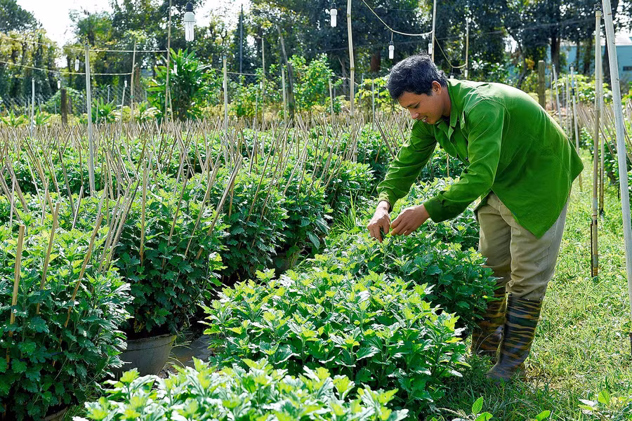 Vụ Tết năm nay, gia đình anh Phạm Văn Trình (tổ 8, phường Thắng Lợi) trồng 800 chậu cúc đại đóa, cúc pha lê. Thời tiết hiện nay rất thuận lợi để hoa cúc phát triển. 3.Anh Phạm Văn Trình tổ 8, phường Thắng Lợi Tp.Pleiku cho biết, năm nay gia đình Ang trồng 800 chậu cúc đại đóa, cúc pha lê. Thời tiết hiện nay rất thuận lợi, nên các cây giống gieo xuống đều phát triển đúng theo tiến độ.