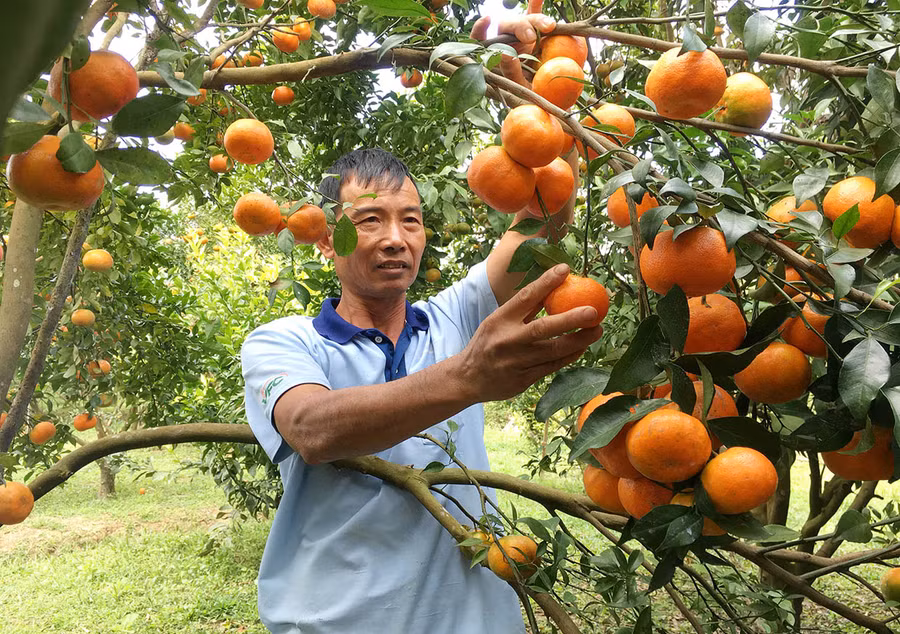 Ông Nguyễn Duy Đô-Tổ trưởng tổ liên kết sản xuất các loại cây có múi xã Kon Gang chăm sóc vườn cam của gia đình. Ảnh: Quang Tấn Ông Nguyễn Duy Đô-Tổ trưởng tổ liên kết sản xuất cây có múi xã Kon Gang chăm sóc vườn cam của gia đình. Ảnh: Quang Tấn
