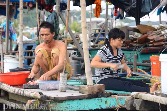 Ven bờ vịnh Hạ Long, có hàng chục xóm chài sinh sống quần cư, rải rác ở những vách núi, bến cá, hay nhà bè...