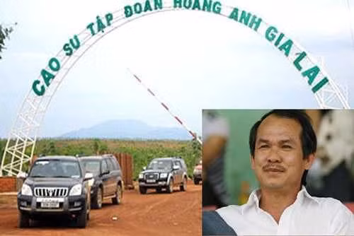 Cách đây nhiều năm, bầu Đức đã bắt đầu trồng cao su. Cụ thể Hoàng Anh Gia Lai từng sở hưu 51.000 ha đất trồng cây cao su tại Đak Lak, Gia Lai và hai nước bạn Lào, Campuchia. Ảnh: VTC.