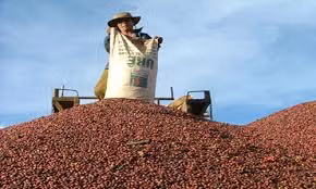  Giá nông sản hôm nay (20-6), dự báo giá cà phê toàn cầu sẽ biến động đi ngang hoặc giảm. Ảnh minh hoạ.
