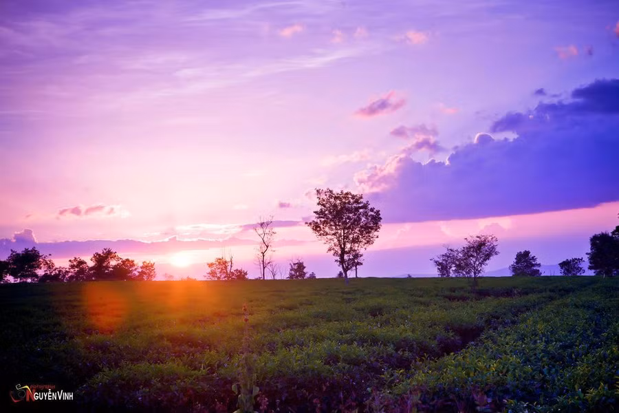 Nương chè trong ánh hoàng hôn