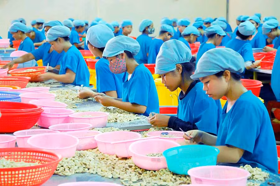  Gia Lai có thế mạnh về phát triển công nghiệp chế biến sản phẩm nông nghiệp đa dạng và phong phú. Ảnh: Đ.T