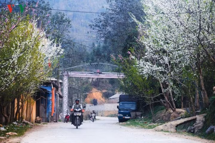 Bên cạnh hoa đào, hoa mận cũng bừng nở trên những con đường, bạt ngàn trên triền núi và những con đèo huyền thoại của Hà Giang.