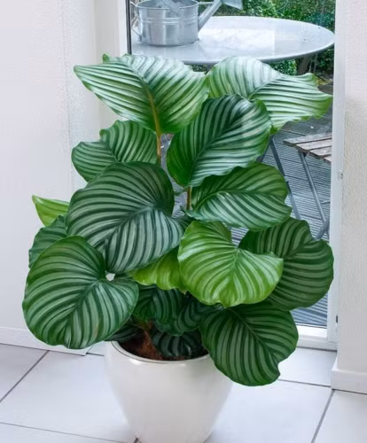 Hình ảnh rực rỡ của cây đuôi công mang đến bức tranh sống động cho ngôi nhà vào mùa xuân.
