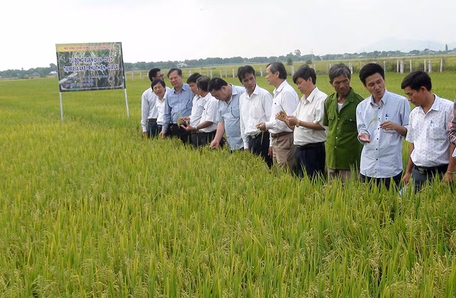  Mô hình cánh đồng lúa lớn một giống cho thu nhập cao. Ảnh: T.Đ