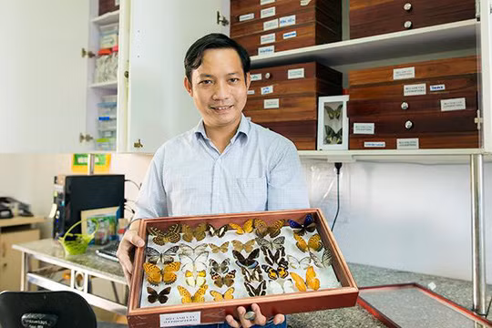 Ngoài chuồn chuồn kim, TS.Phan Quốc Toản còn say mê nghiên cứu các loại côn trùng khác như bướm, bọ cánh cứng, ve sầu,... và cả các loại ký sinh trùng gây bệnh ở người Ngoài chuồn chuồn kim, TS.Phan Quốc Toản còn say mê nghiên cứu các loại côn trùng khác như bướm, bọ cánh cứng, ve sầu,... và cả các loại ký sinh trùng gây bệnh ở người