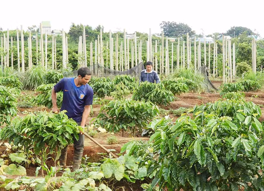  Nông dân Ia Grai đầu tư sản xuất theo hướng phát triển các cây trồng chủ lực. Ảnh: L.T