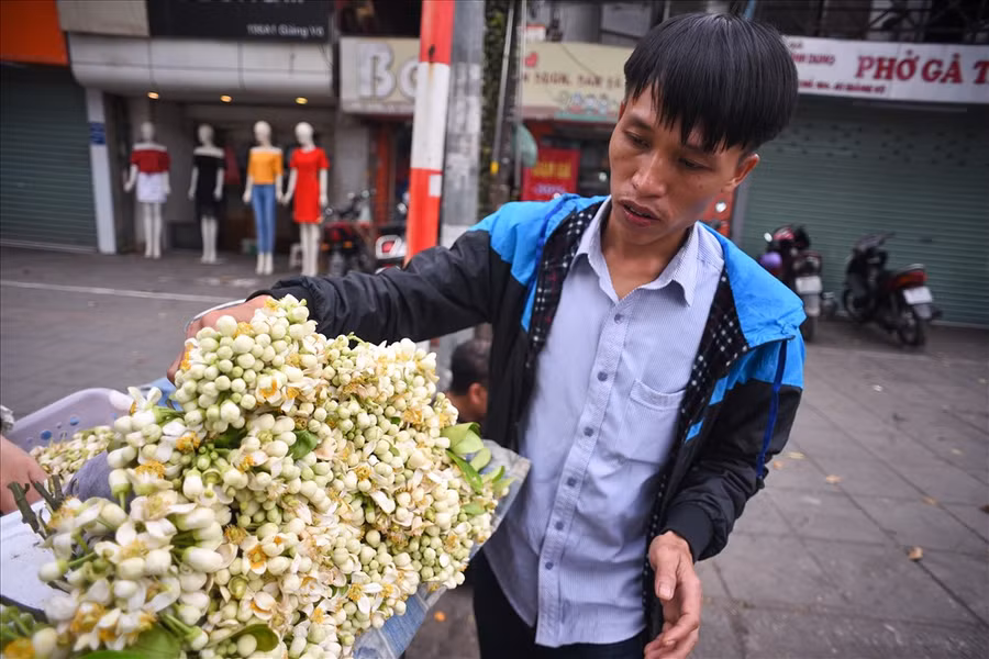  Mùa hoa bưởi sẽ kéo dài khoảng 20 ngày. Hầu hết được đem tới từ các vùng chuyên canh: Từ Liêm, Chương Mỹ hoặc các tỉnh xa: Hoà Bình, Sơn La.,.. Hoa bưởi được cắt vào buổi đêm hoặc sáng sớm. Vì vậy thường phải tầm trưa chiều, người ta mới thấy hoa bưởi được bày bán trên phố.