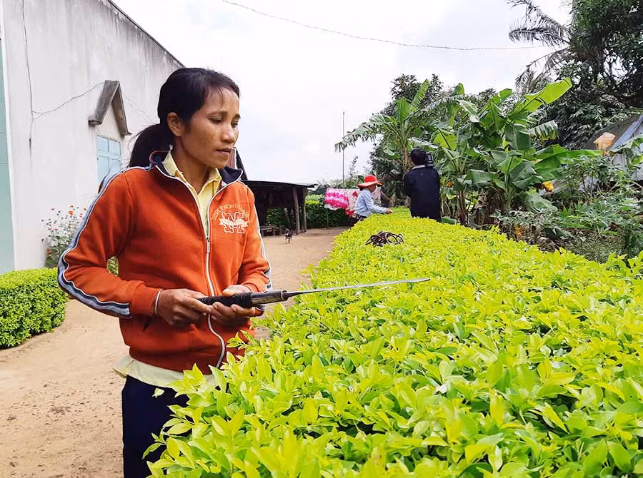 Chị Đinh Thị Em cùng chị em trong làng làm hàng rào xanh. Ảnh: Tuyết Mai Chị Đinh Thị Em cùng chị em trong làng làm hàng rào xanh. Ảnh: Tuyết Mai