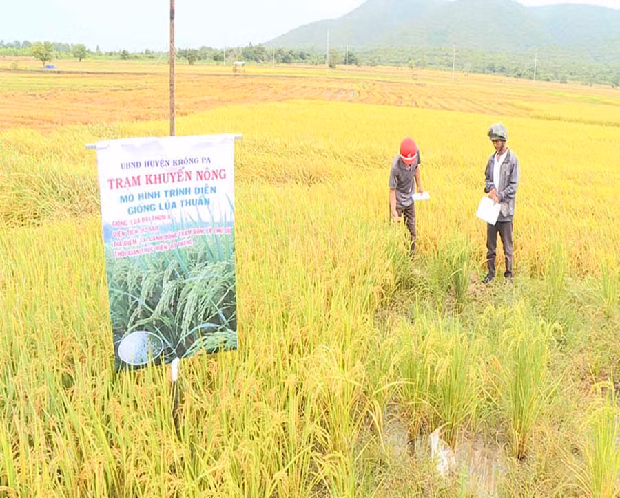  Mô hình thâm canh lúa Đài thơm 8 tại cánh đồng Chư Gu. Ảnh: G.H