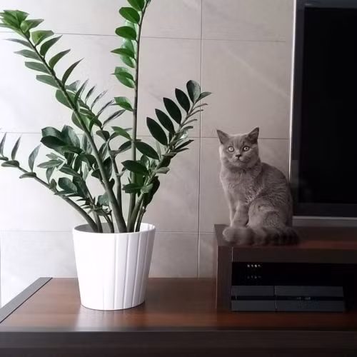 Cây kim tiền vừa mang ý nghĩa về phong thủy vừa dễ chăm sóc.