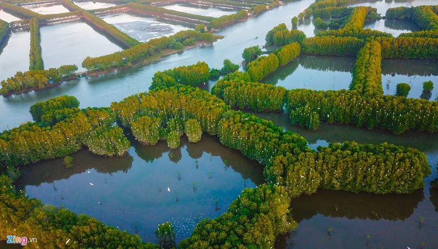 Từ trên cao nhìn xuống, hàng nghìn con cò bay về tổ ấm trên rừng đước giữa đầm phá mênh mông, du khách ngỡ như tuyết đang rơi giữa miền sông nước này. 