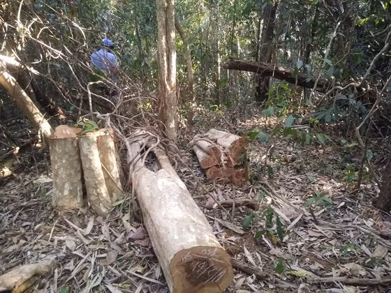 Hàng loạt cây cổ thụ bị đốn hạ
